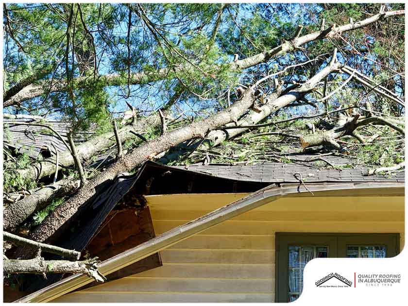 Steps You Need To Take When A Tree Falls On Your Roof